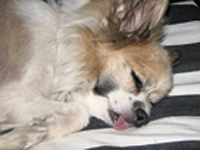 Pets of the Week (12/23)